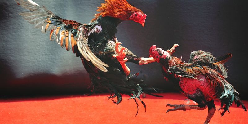 Cách Ép Cân Gà Chọi Siêu Hiệu Quả Bí Quyết Từ Chuyên Gia