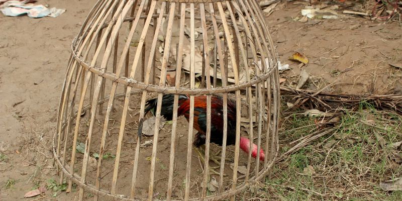 Lưu ý sau mỗi buổi tập lực cho gà chọi